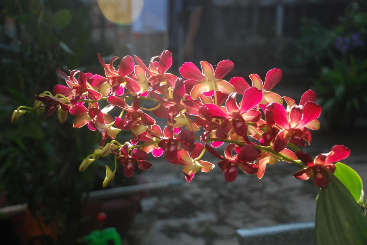 Villa Orchid Garden Riverside Hoi An Luaran gambar