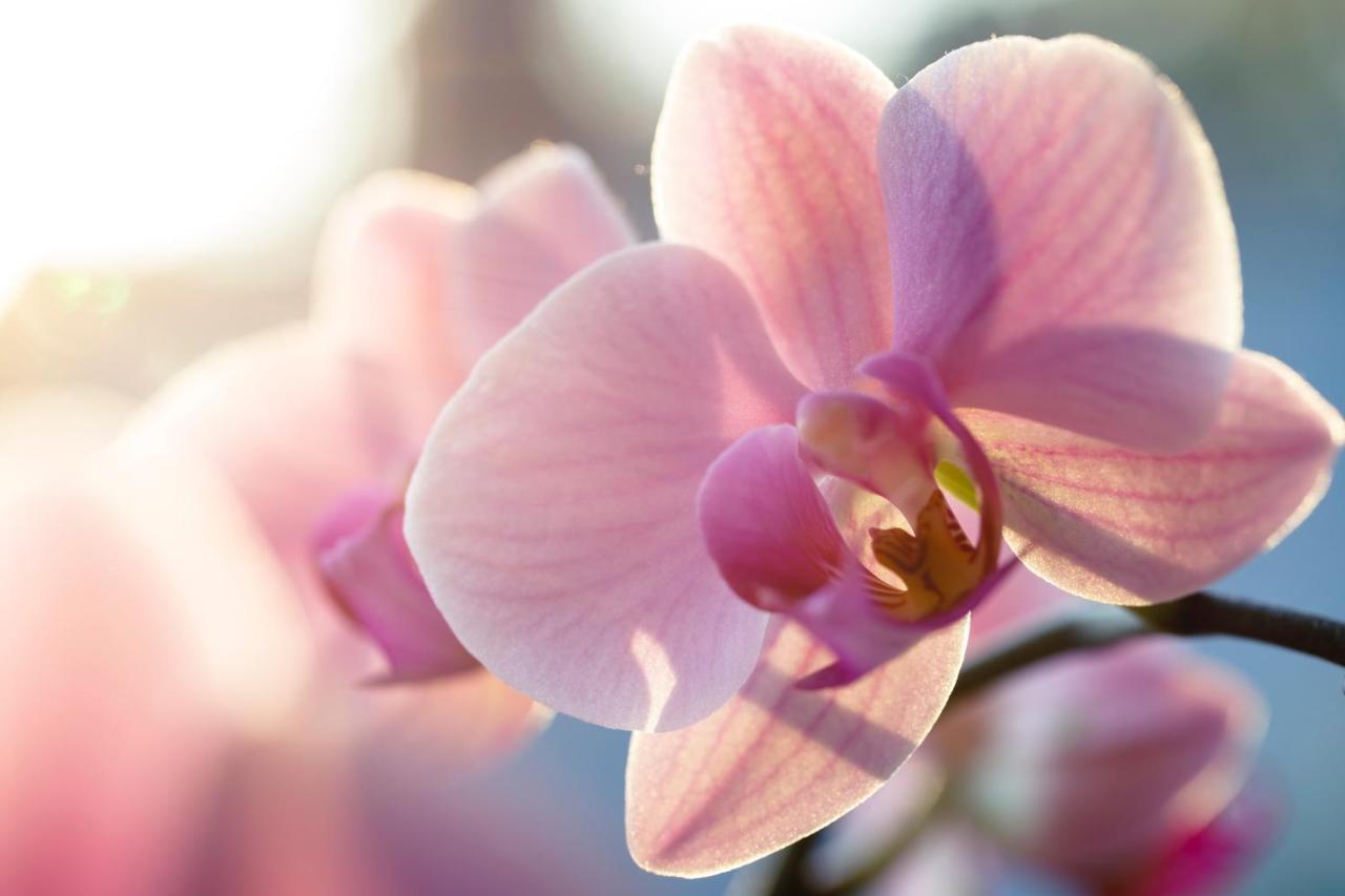 Villa Orchid Garden Riverside Hoi An Luaran gambar